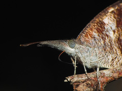 Libytheana carinenta mexicana