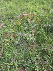 Myrtoideae