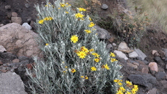 Senecio mairetianus