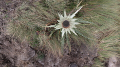 Eryngium proteiflorum