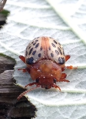 Calligrapha verrucosa