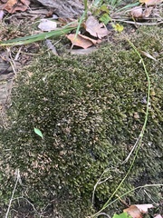 Hedwigia ciliata