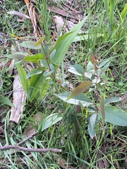 Eucalyptus obliqua