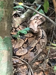 Boa constrictor