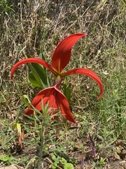 Sprekelia formosissima
