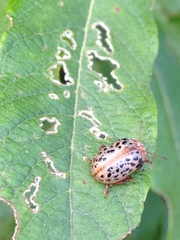 Calligrapha verrucosa