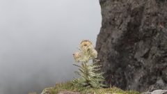 Cirsium nivale
