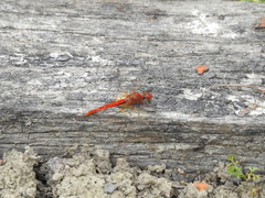 Diplacodes haematodes