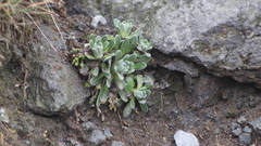 Draba nivicola