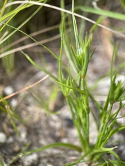 Juncus bufonius