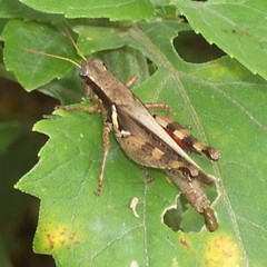 Melanoplus glaucipes