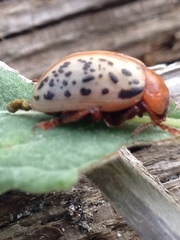Calligrapha verrucosa