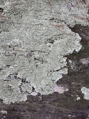 Xanthoparmelia cumberlandia