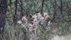 Cirsium nivale