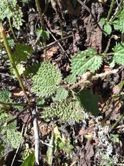 Urtica thunbergiana