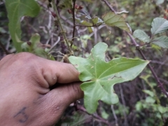Dioscorea bryoniifolia