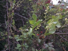 Dioscorea bryoniifolia