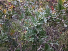 Cissus striata
