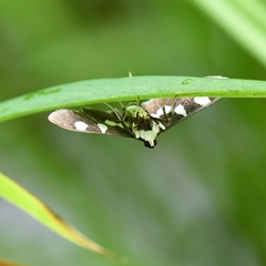 Desmia