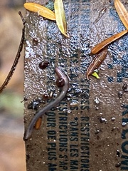 Lumbricus