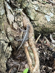 Sceloporus chrysostictus