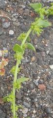 Patellifolia procumbens