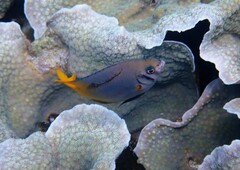 Neoglyphidodon nigroris