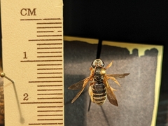 Dieunomia nevadensis bakeri