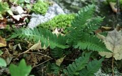 Polypodium virginianum