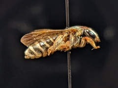 Dieunomia nevadensis bakeri