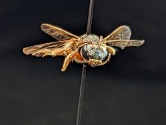Dieunomia nevadensis bakeri