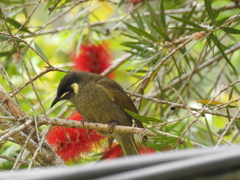Meliphaga lewinii