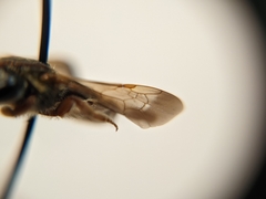 Dieunomia nevadensis bakeri