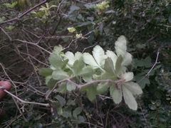 Cissus striata