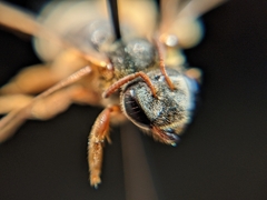 Dieunomia nevadensis bakeri