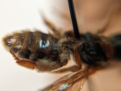 Dieunomia nevadensis bakeri