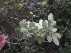 Cissus striata
