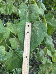 Vitis cinerea