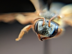 Dieunomia nevadensis bakeri