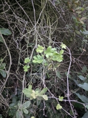 Cissus striata