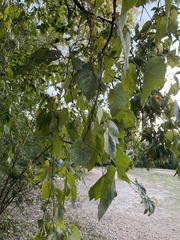 Vitis cinerea