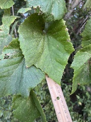 Vitis cinerea