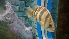 Datnioides
