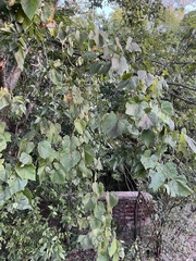 Vitis cinerea