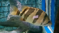 Datnioides
