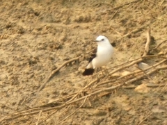 Fluvicola albiventer