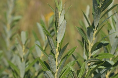 Salix humilis