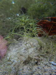 Najas minor