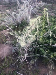 Artemisia californica