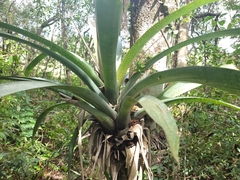 Vriesea gigantea